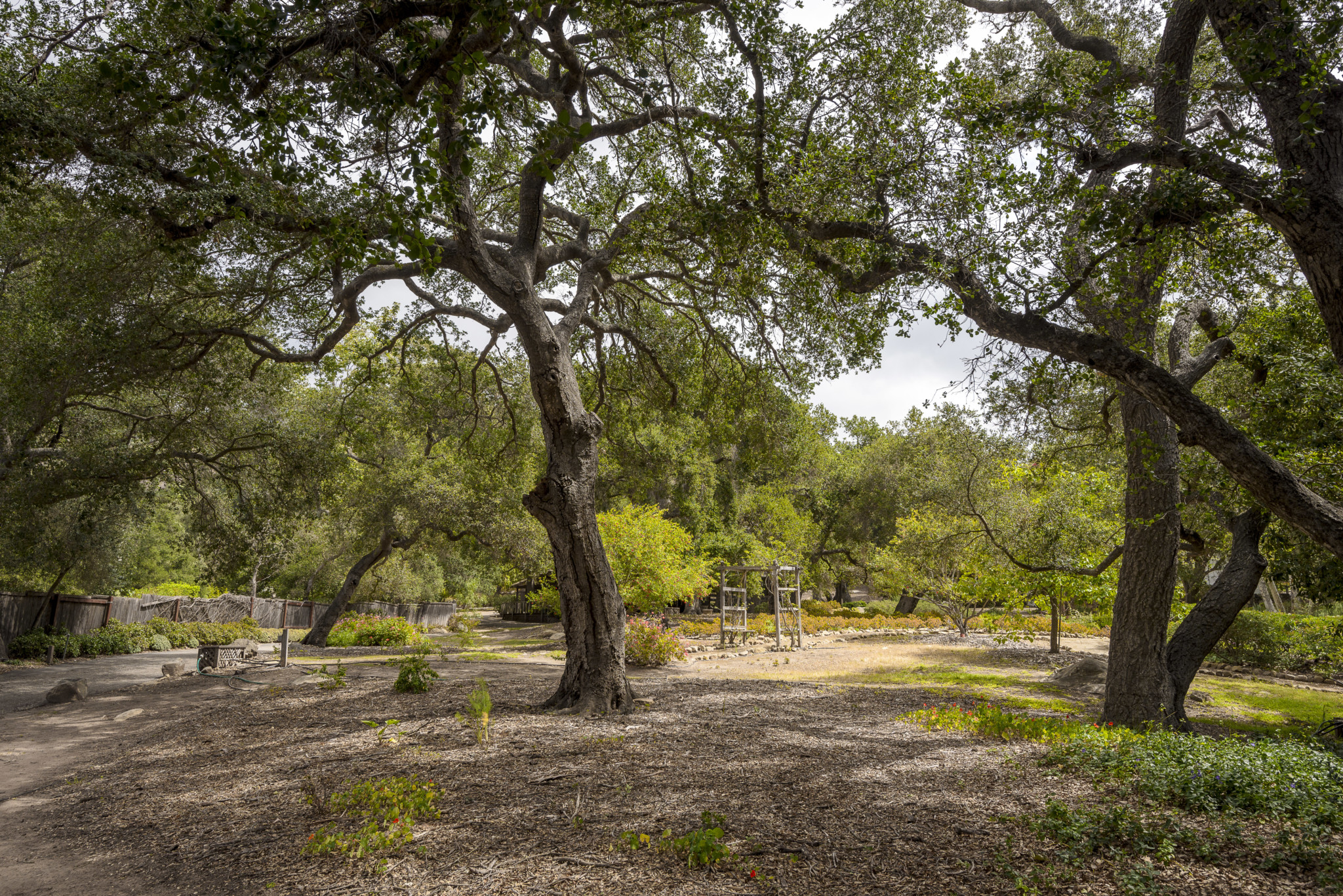 Oak Tree